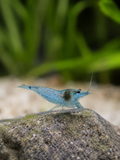 Blue Jelly Neocaridina davidi