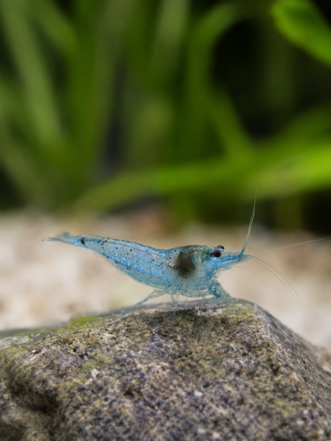 Blue Jelly Neocaridina davidi