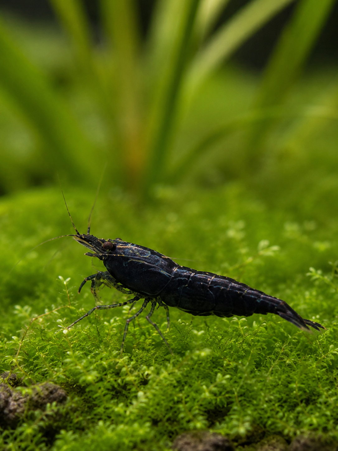 Black Valvet Neocaridina davidi