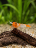 Orange Rilli Neocaridina davidi