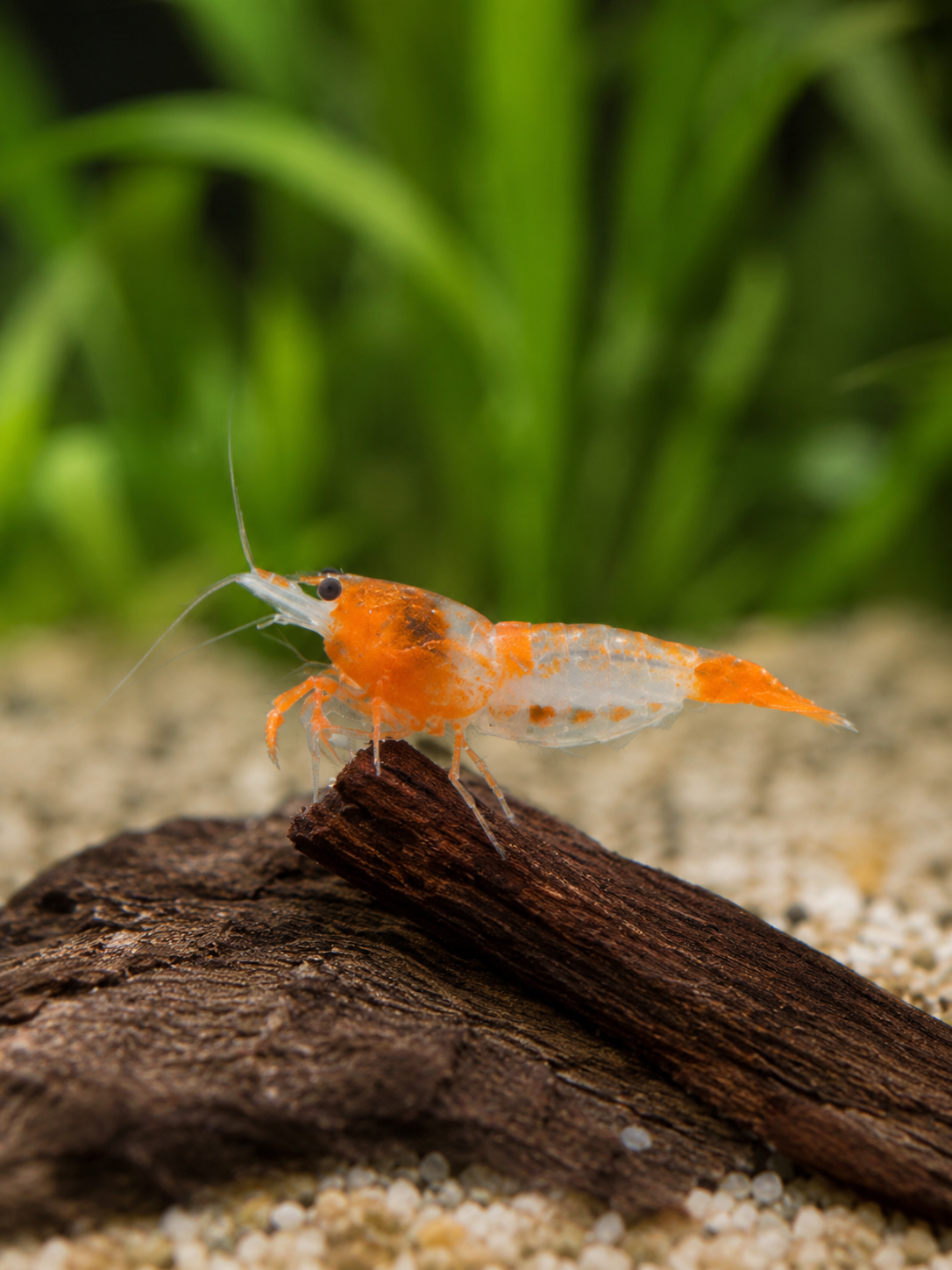 Orange Rilli Neocaridina davidi