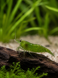 Green Neocaridina davidi