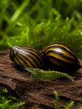 Zebra Rennchnecke Neritina sp
