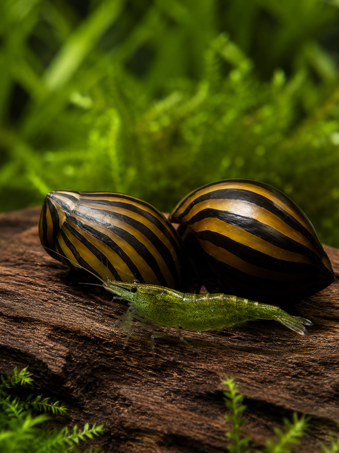 Zebra Rennchnecke Neritina sp