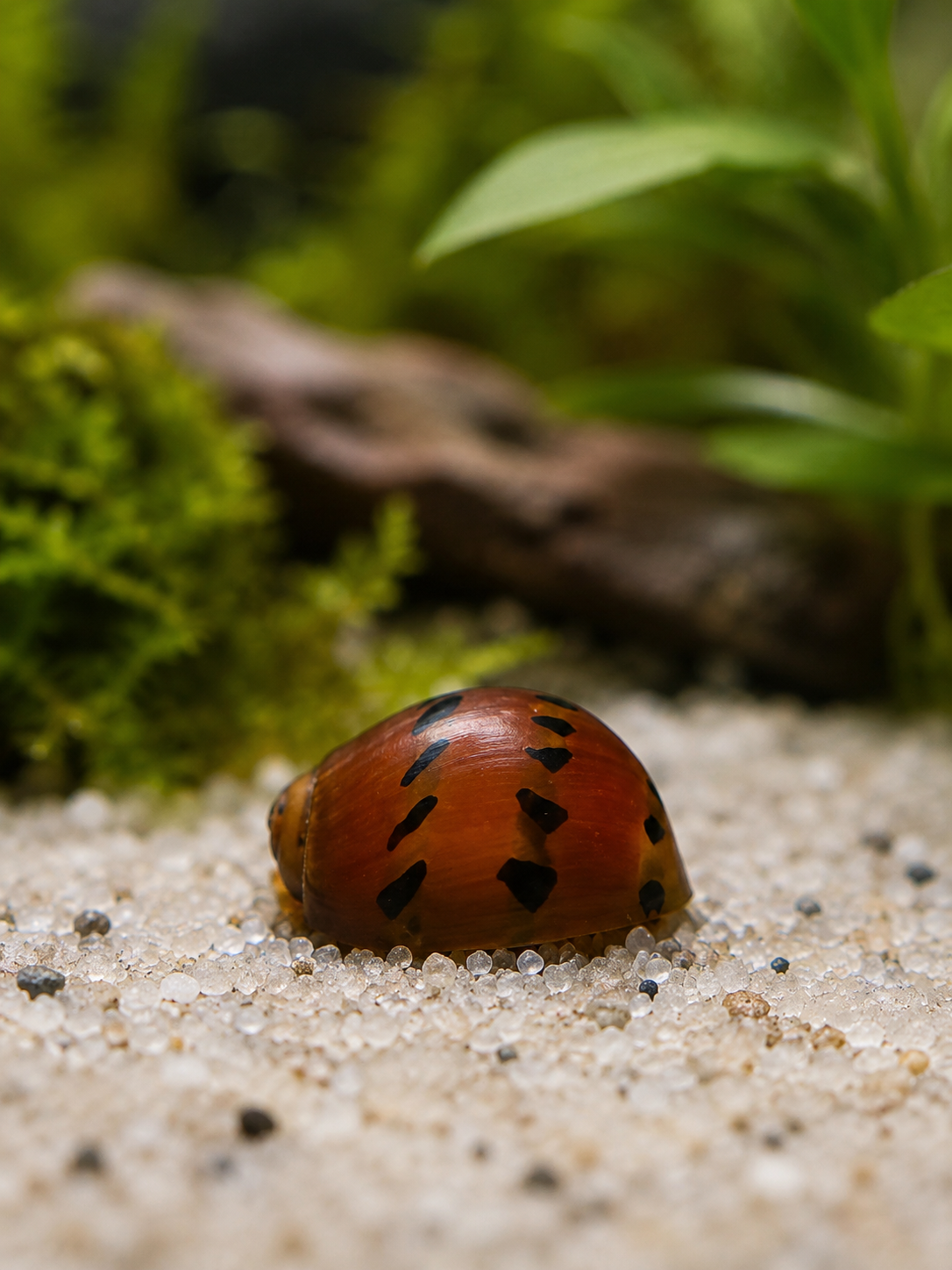 Orange Rennschnecke Neritina sp