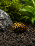 Batik Schnecke Neritina pulligera