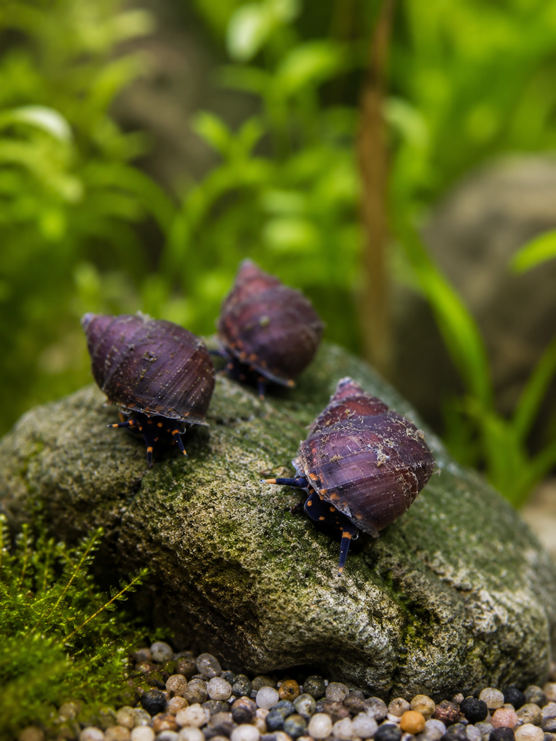Blueberry Mini Schnecke