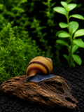 Blue Jelly Schnecke - Taia sp