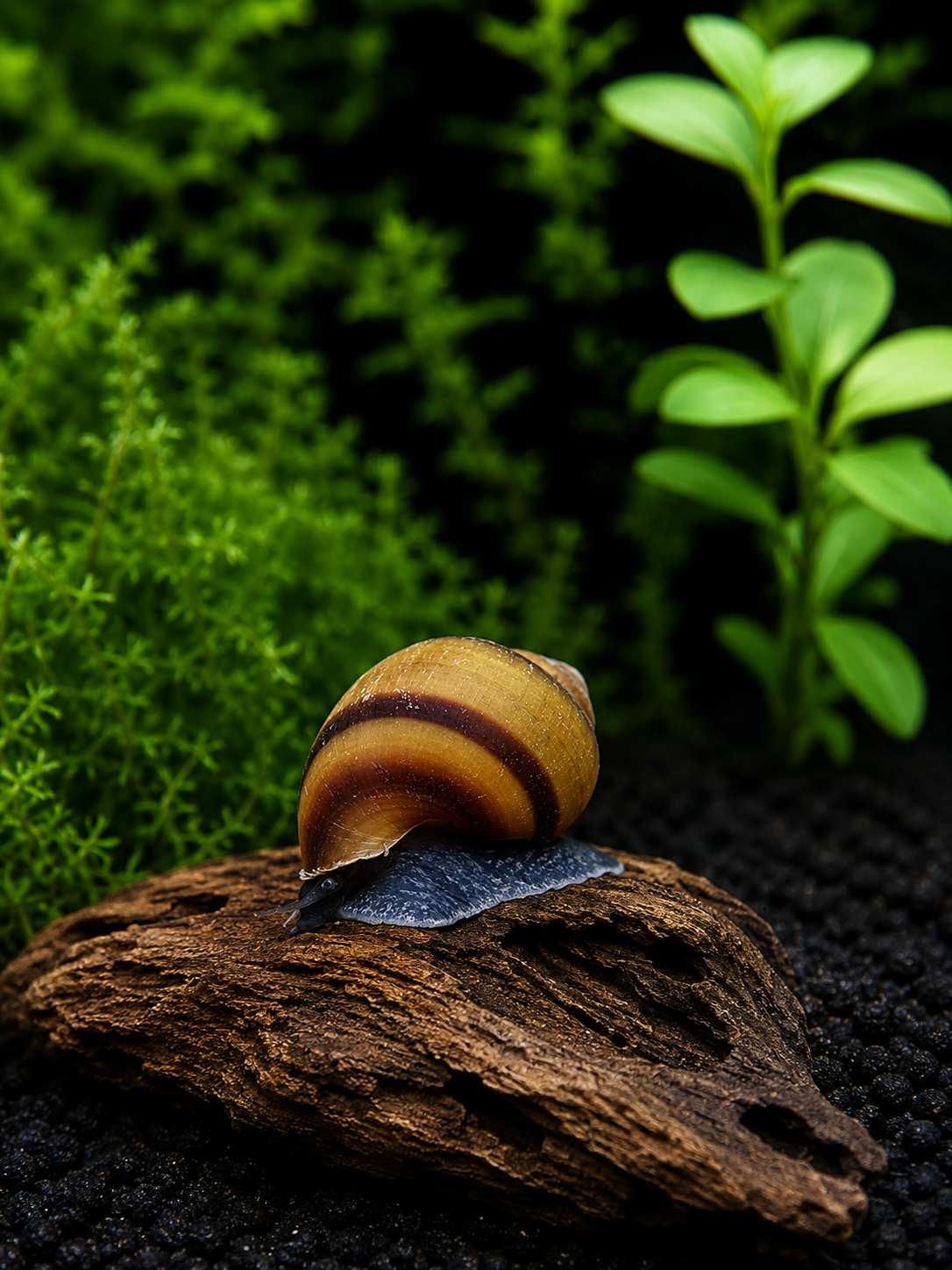Blue Jelly Schnecke - Taia sp