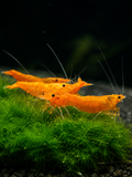 Sunkist Neocaridina Davidi