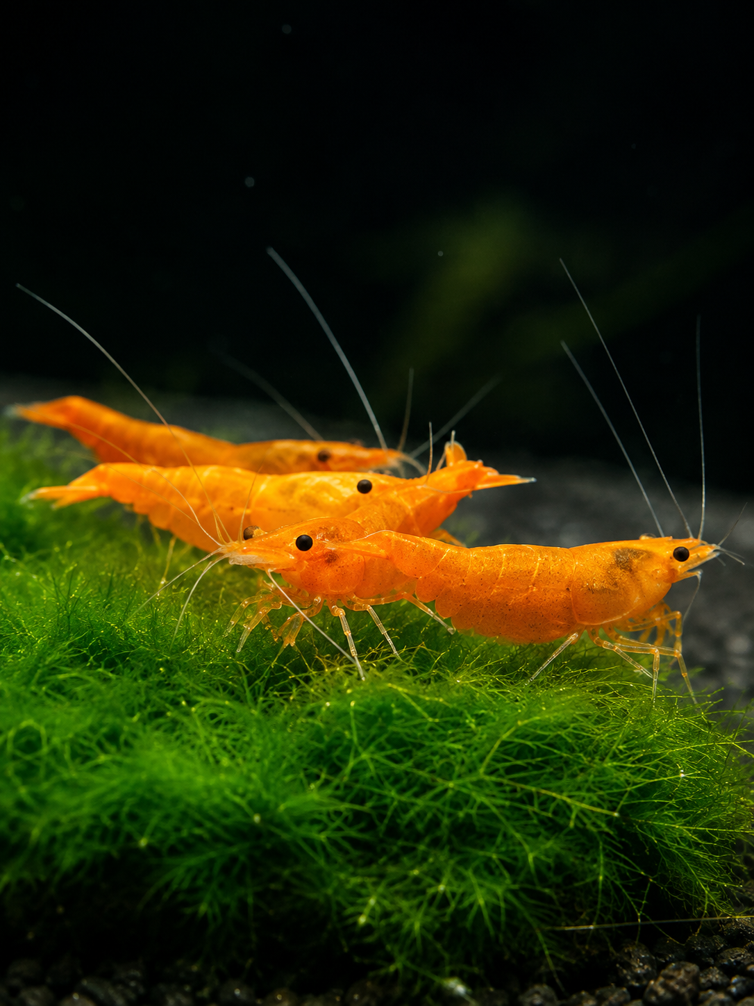 Sunkist Neocaridina Davidi