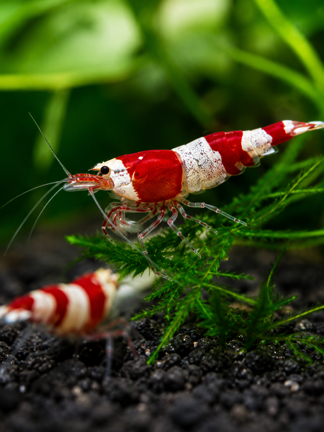 Red Bee Caridina Shrimp