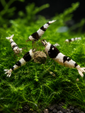 Black Bee Caridina Shrimp