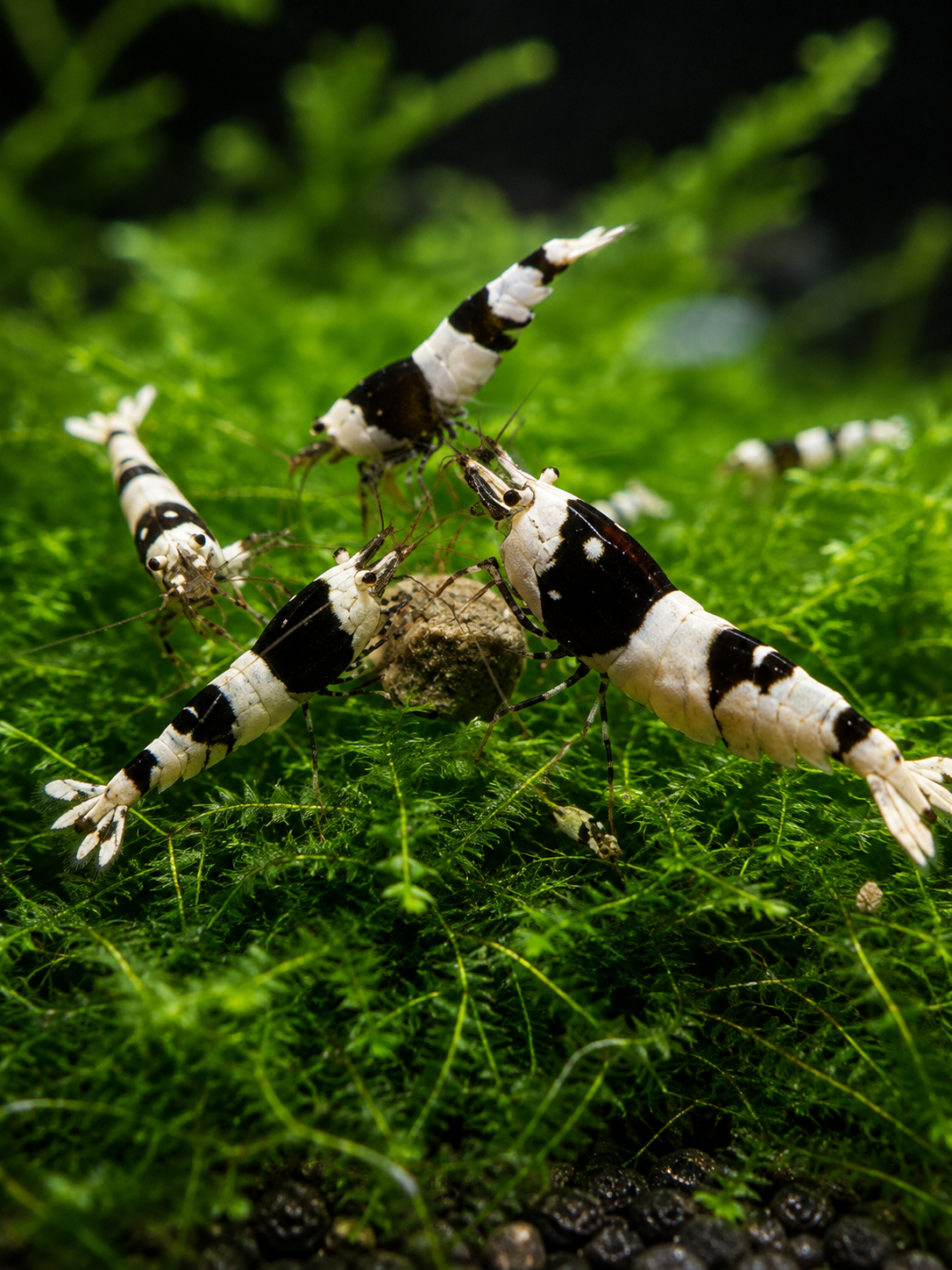 Black Bee Caridina Shrimp