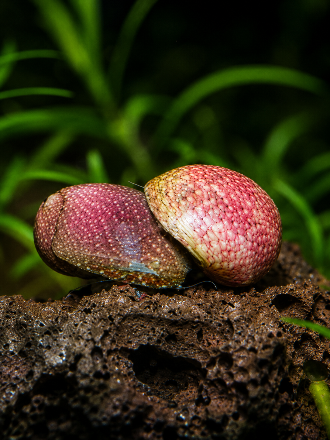 Pink Lady Schnecke