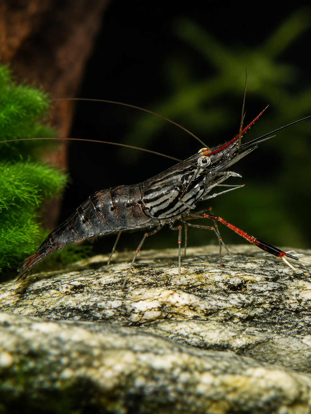 Blauscheerengarnele Macrobrachium peguens