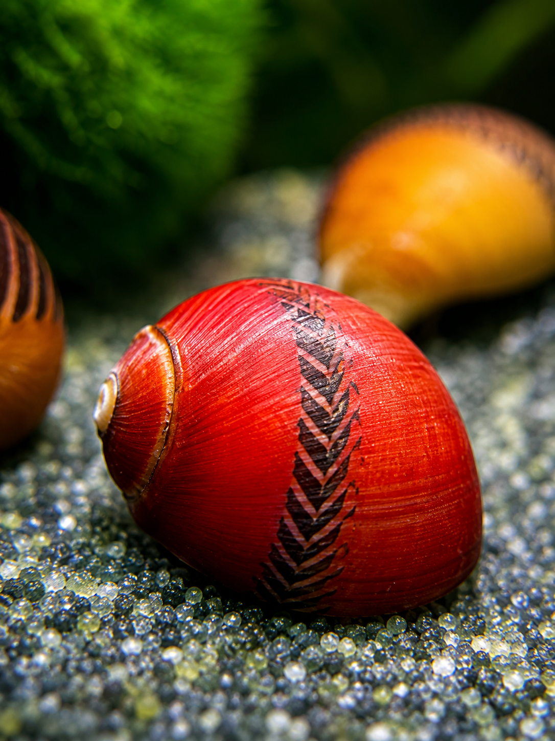 SUPER Red Rennschnecke Vittina waigiensis