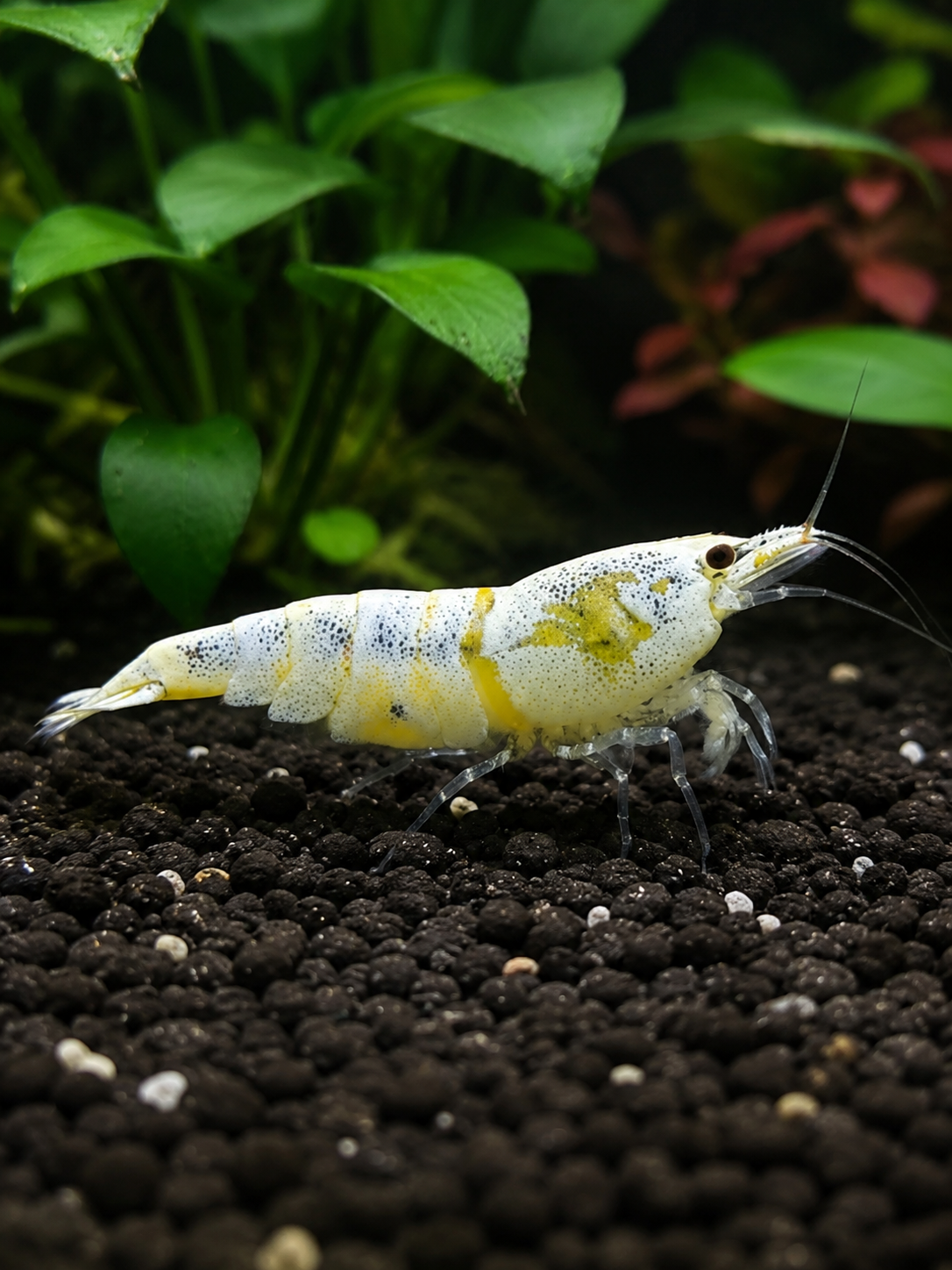 Golden Bee Caridina Shrimp