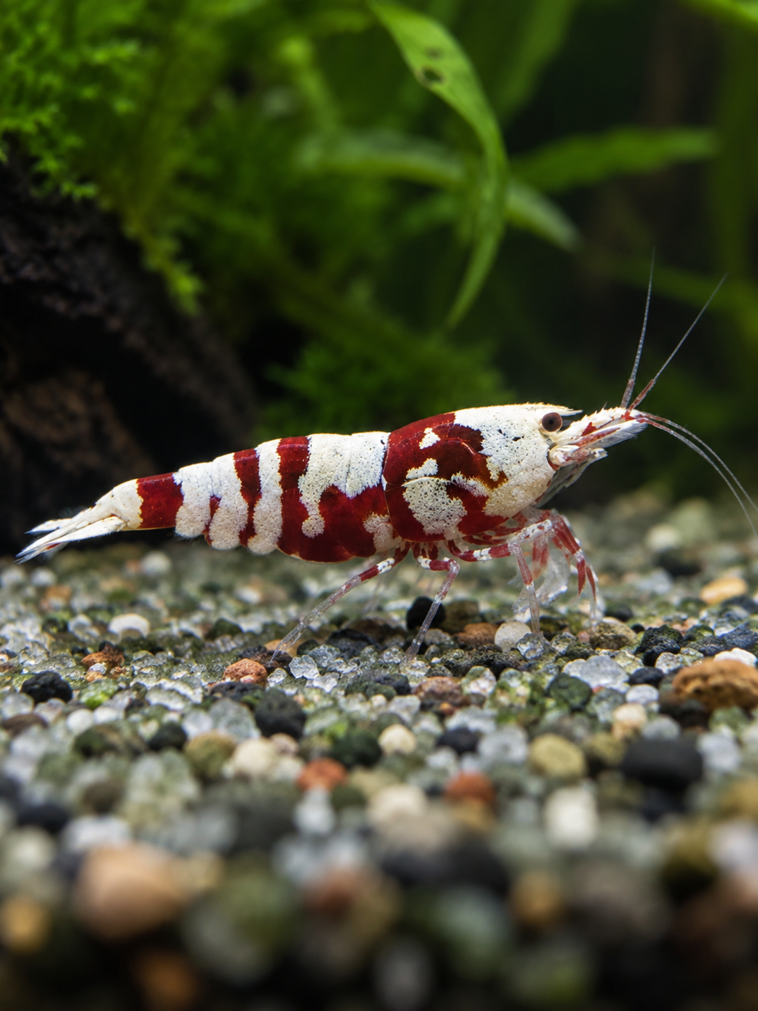 Red Fancy Tigergarnelen Caridina