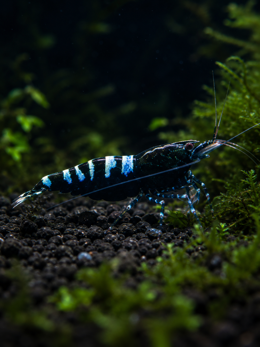 Black Pinto Zebra - Caridina Garnele