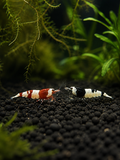 Red&Black Bee Caridina Mix – 10 Stück