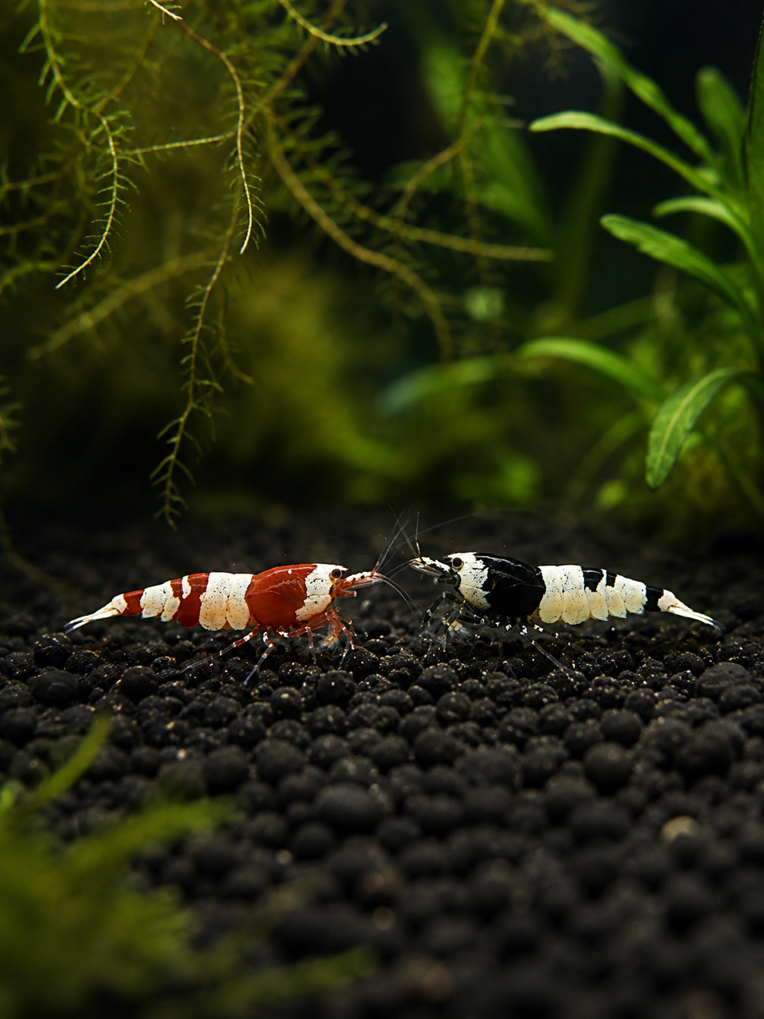 Red&Black Bee Caridina Mix – 10 Stück