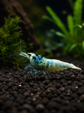 Iced Blue Caridina