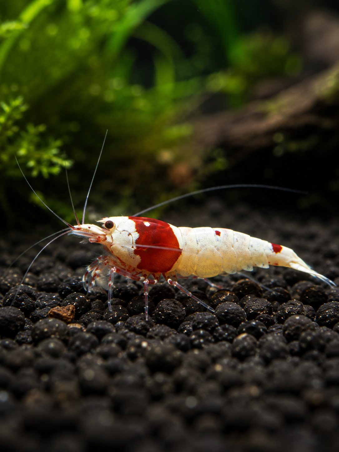 Pure Red Line Bee Caridina Shrimp