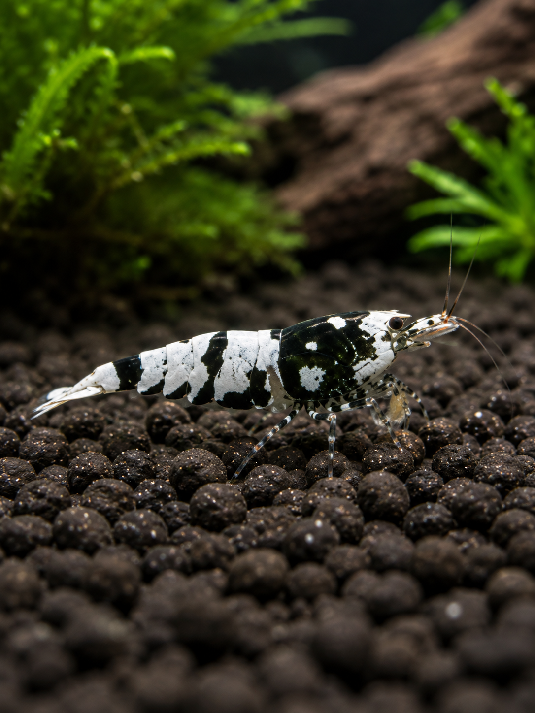 Black Fancy Tigergarnelen Caridina