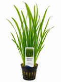 Vallisneria Gigantea - Riesen-Sumpfschraube