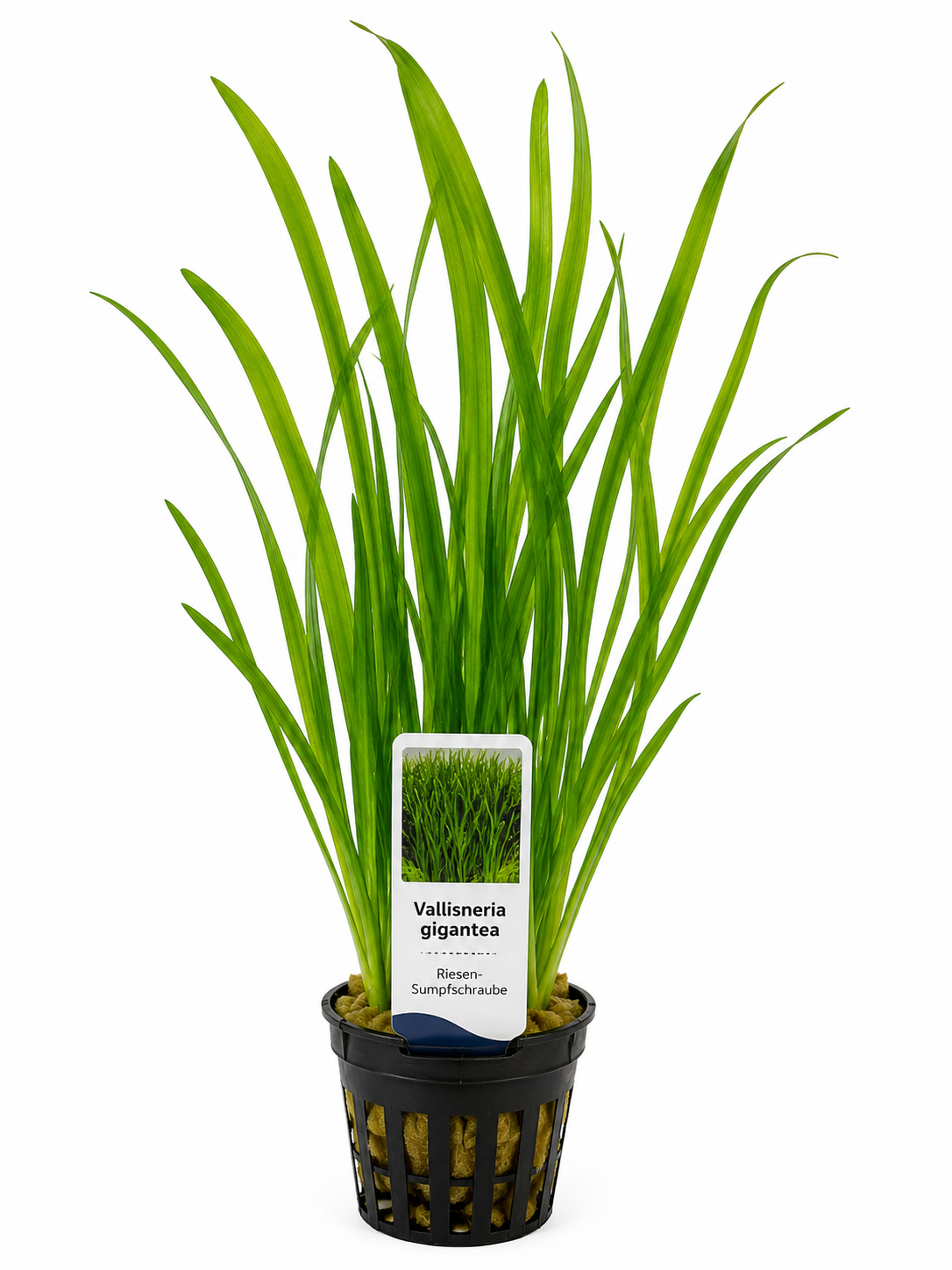 Vallisneria Gigantea - Riesen-Sumpfschraube