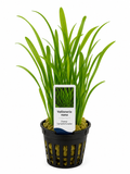 Vallisneria nana – Schmale Sumpfschraube