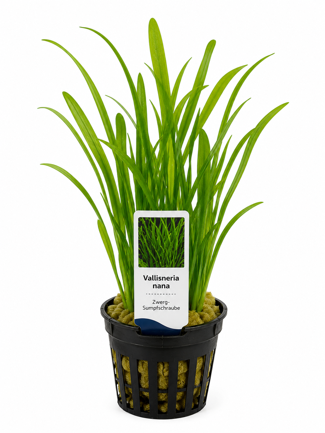 Vallisneria nana – Schmale Sumpfschraube