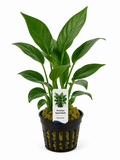 Anubias – Speerblatt