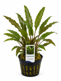 Cryptocoryne – Wasserkelch