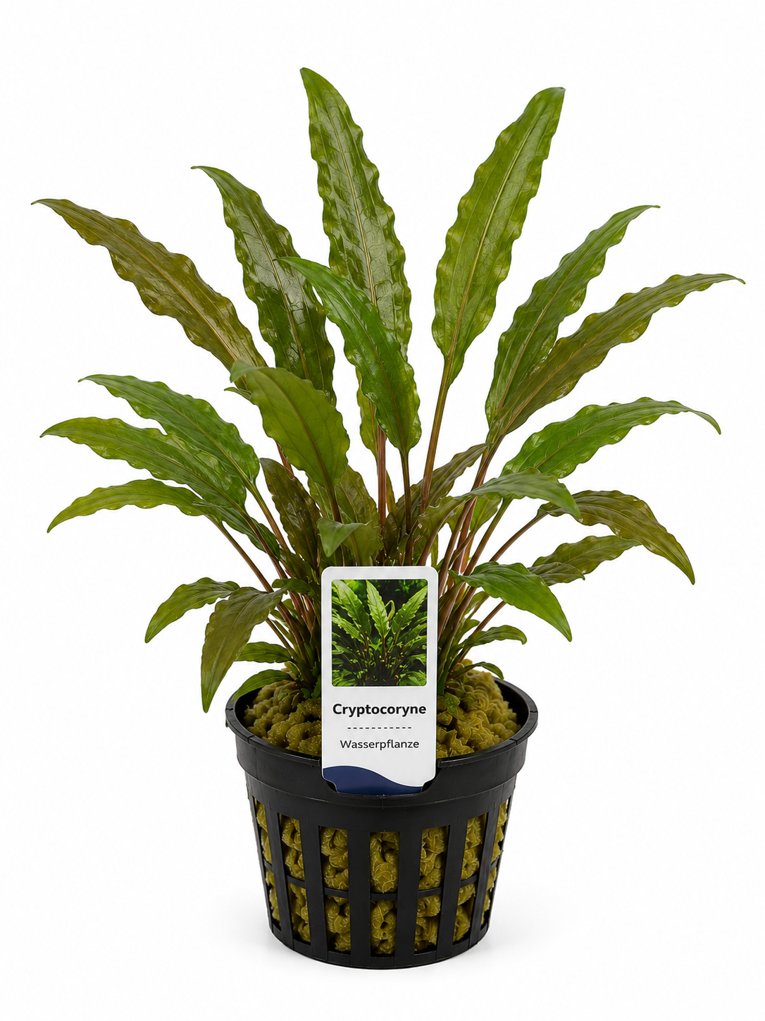 Cryptocoryne – Wasserkelch