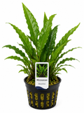 Microsorum – Javafarn