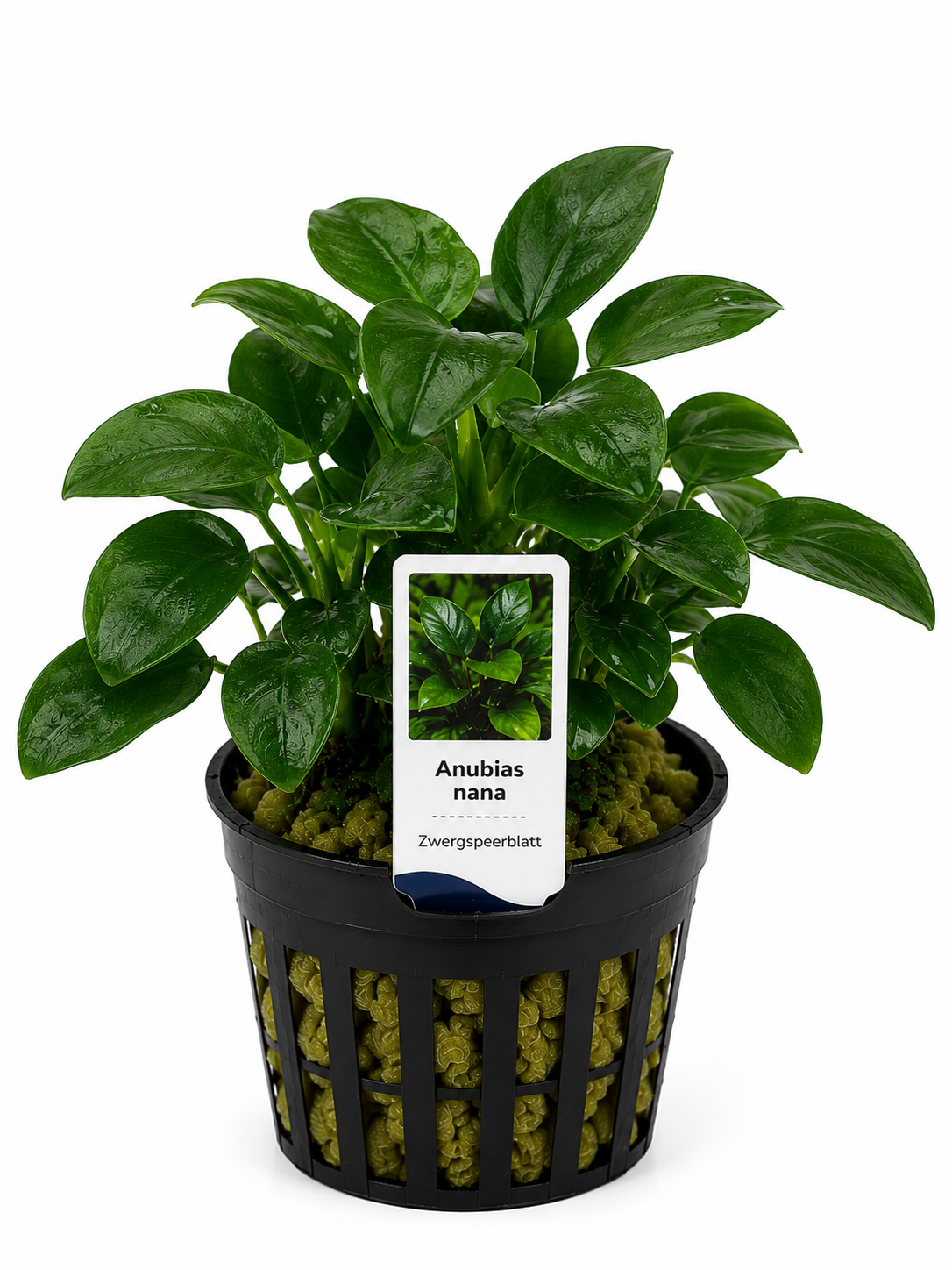 Anubias nana – Zwergspeerblatt (mehrtriebig)