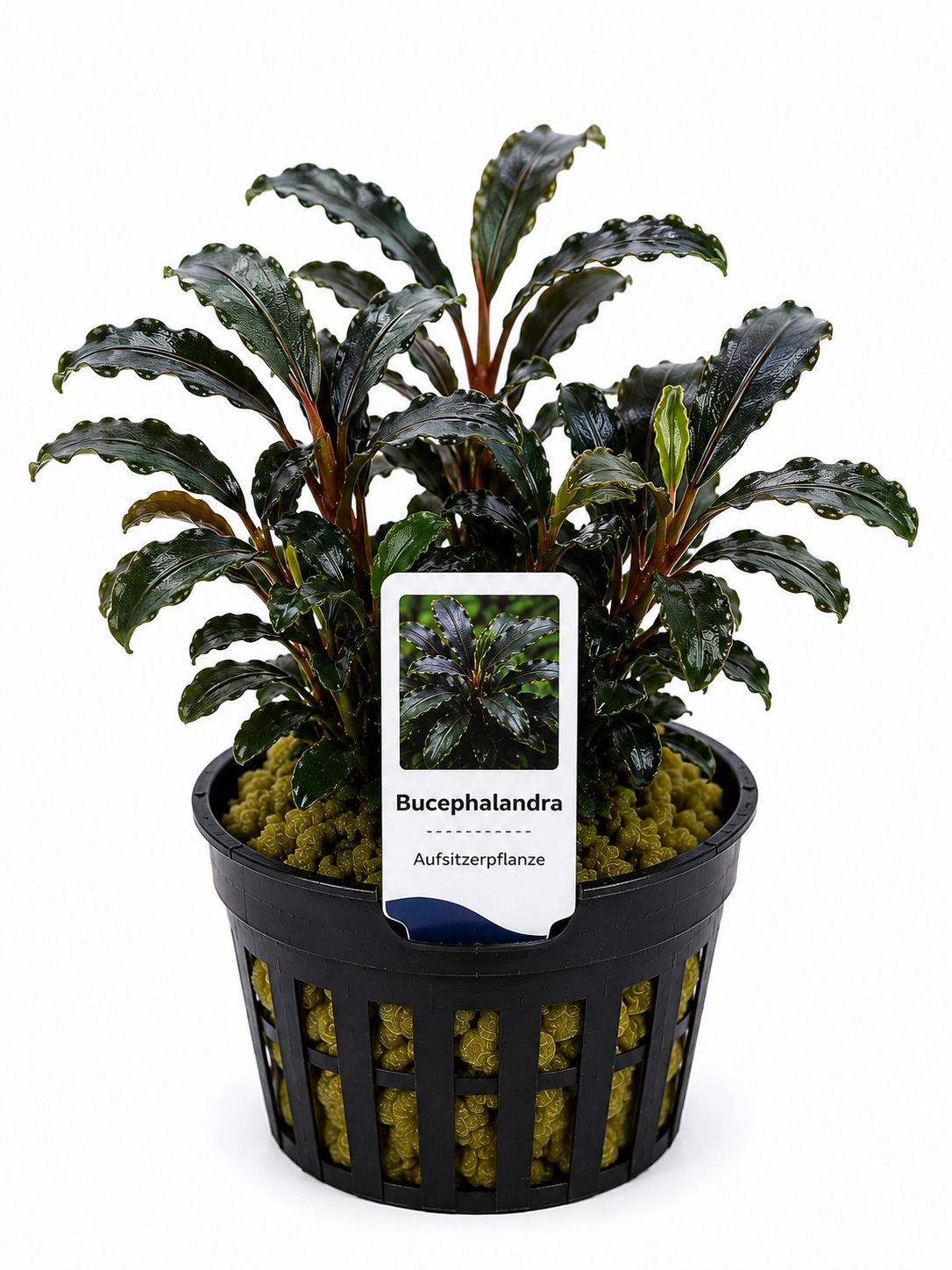 Bucephalandra