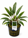 Cryptocoryne beckettii - Becketts Wasserkelch