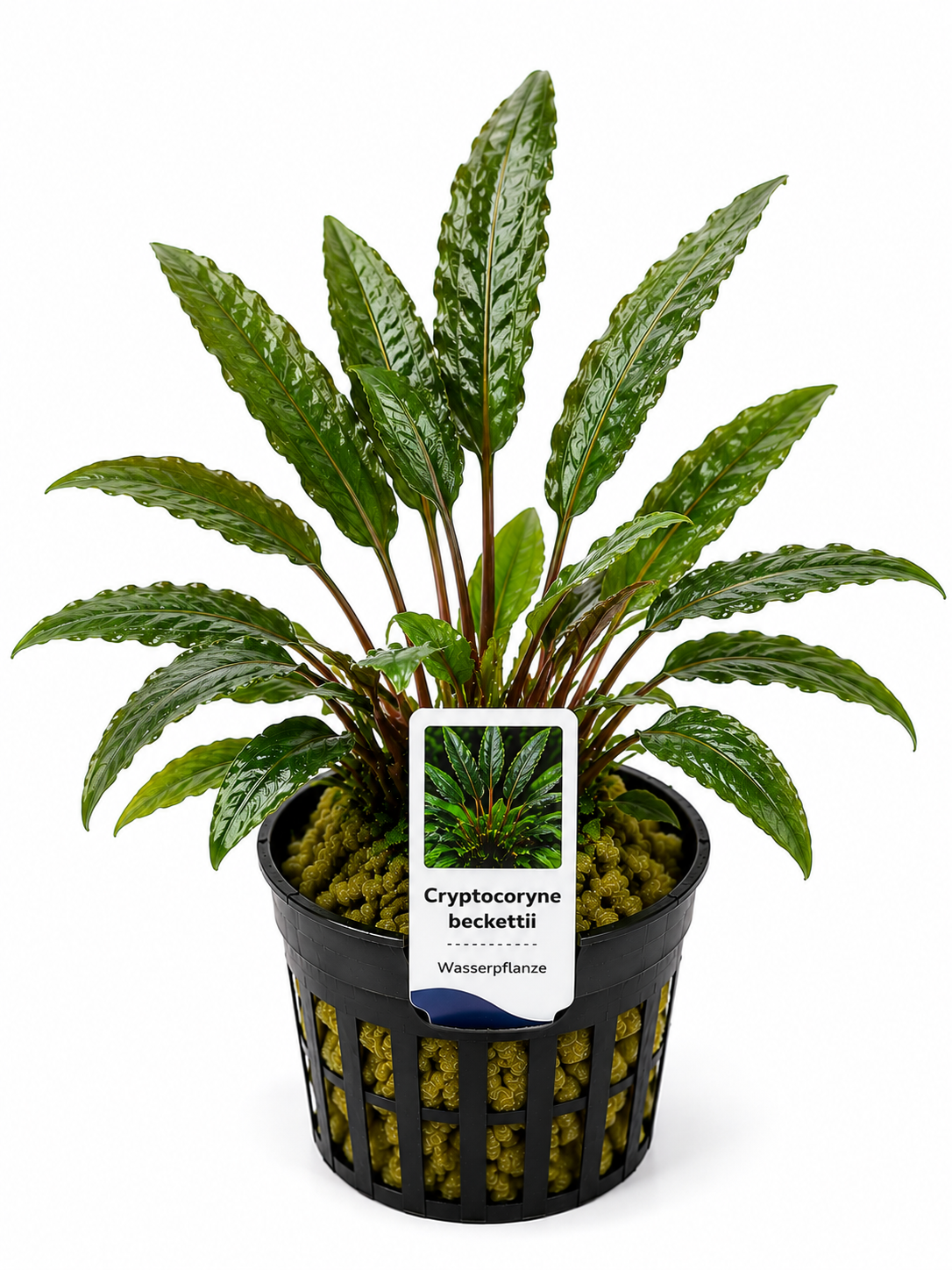 Cryptocoryne beckettii - Becketts Wasserkelch