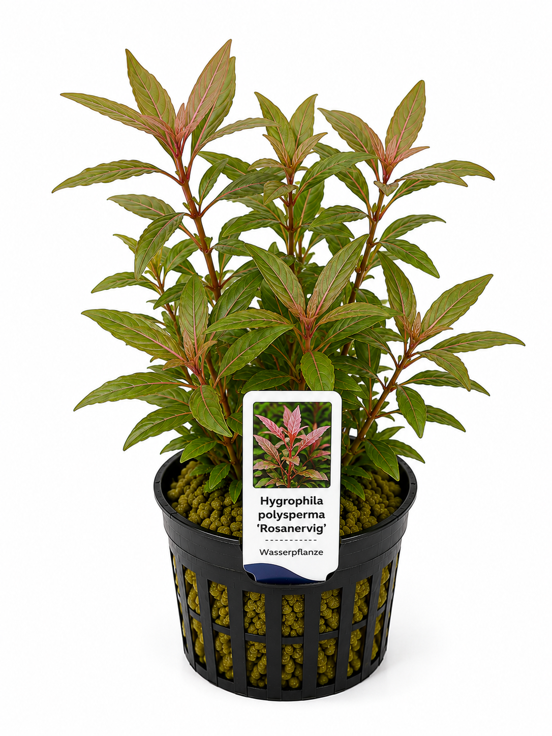 Hygrophila polysperma 'Rosanervig' – Rosa Wasserfreund