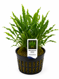 Microsorum minor – Kleiner Javafarn