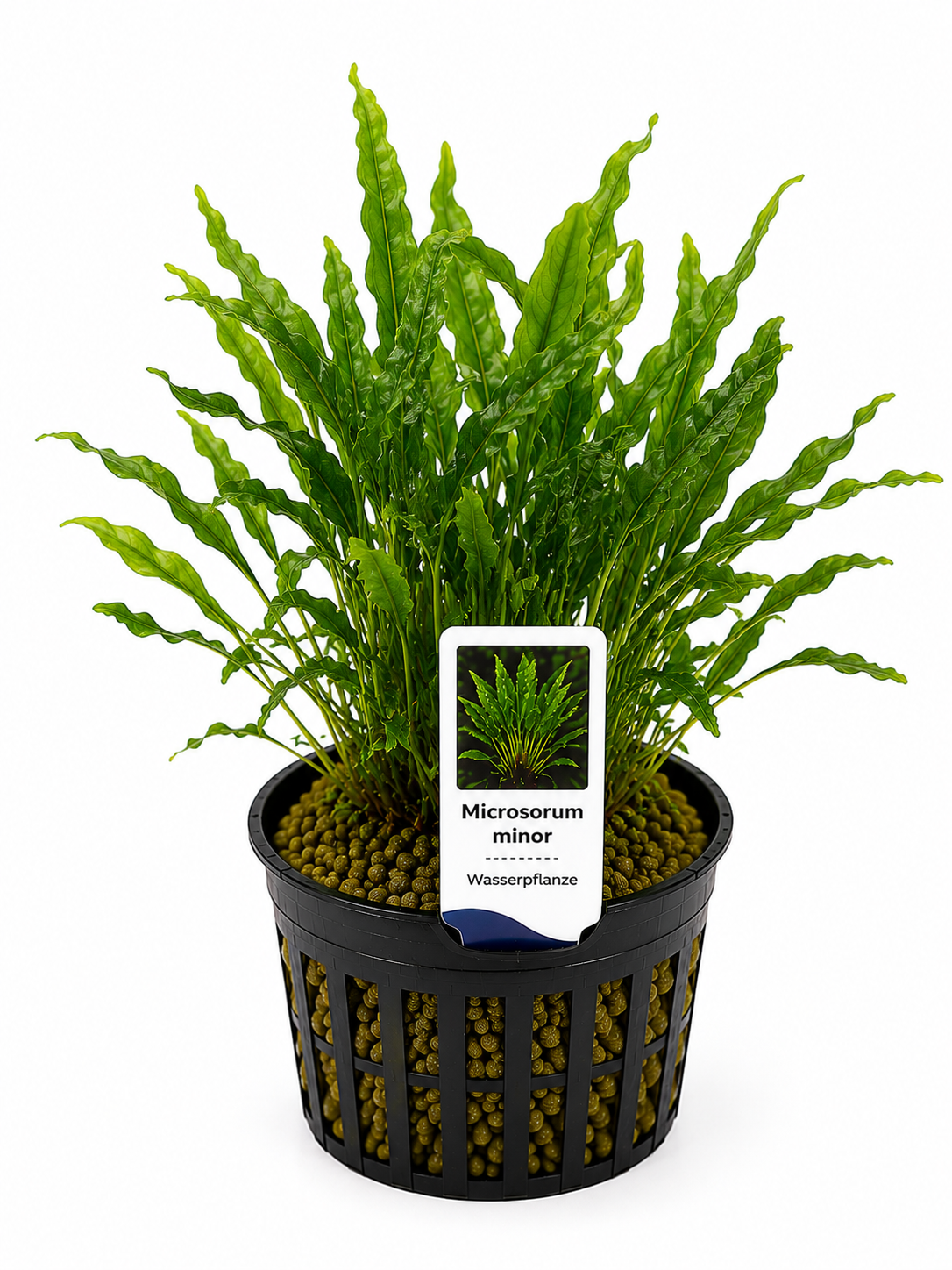 Microsorum minor – Kleiner Javafarn