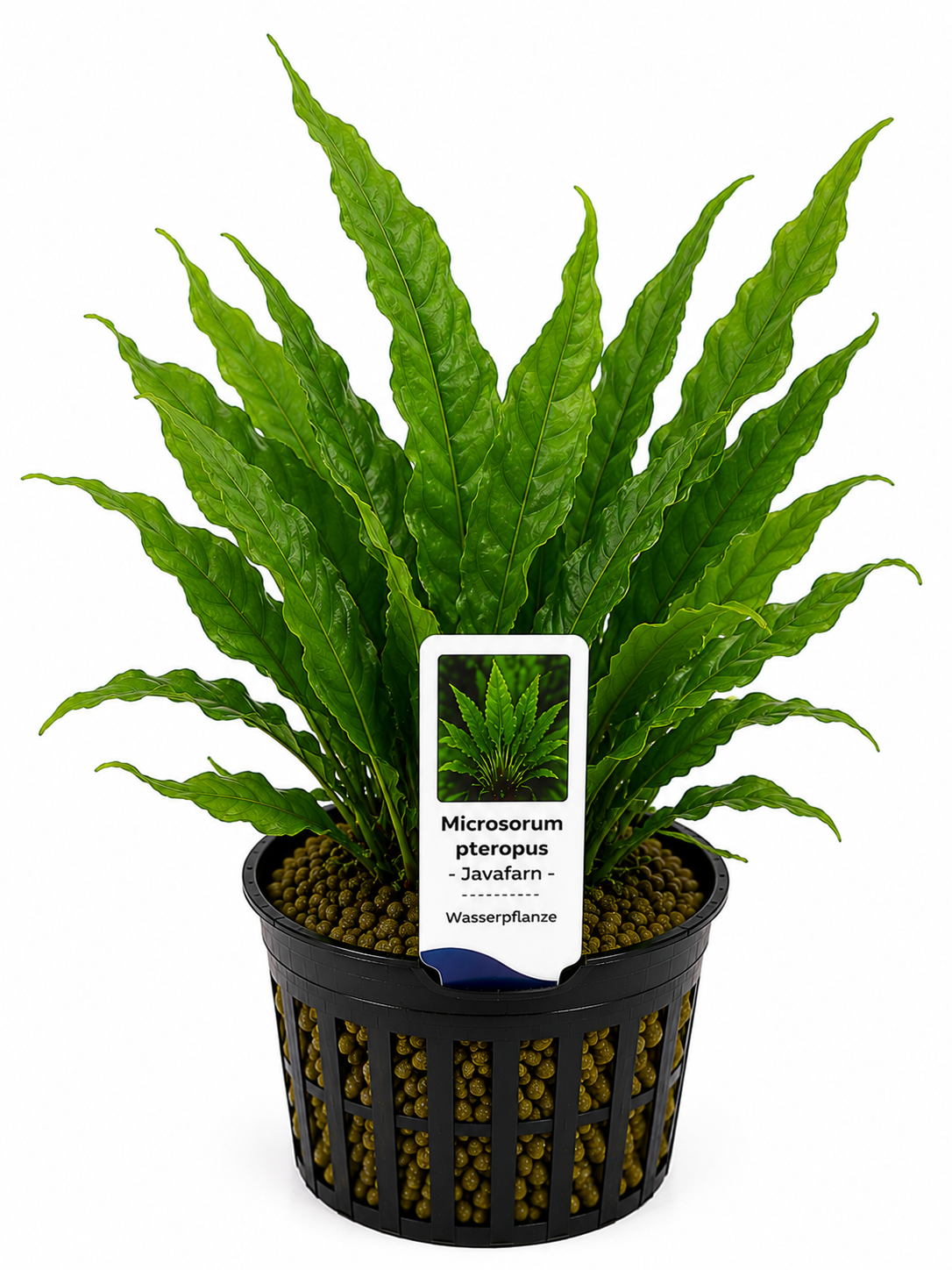 Microsorum pteropus – Javafarn