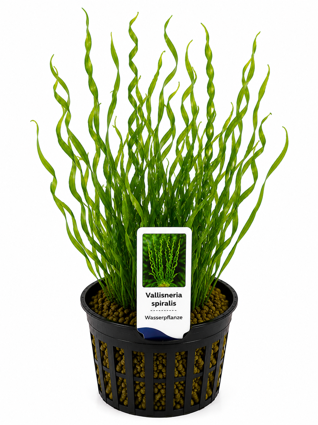 Vallisneria spiralis – Schrauben-Vallisnerie