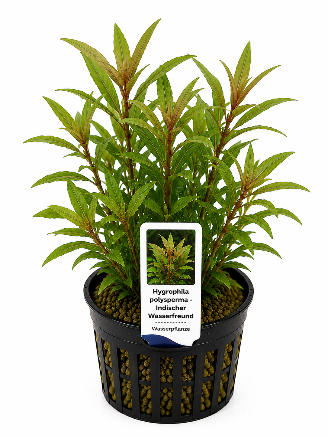 Hygrophila polysperma – Indischer Wasserfreund