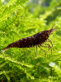 Chocolate Neocaridina davidi