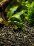 Green Goldbeck Neocaridina davidi