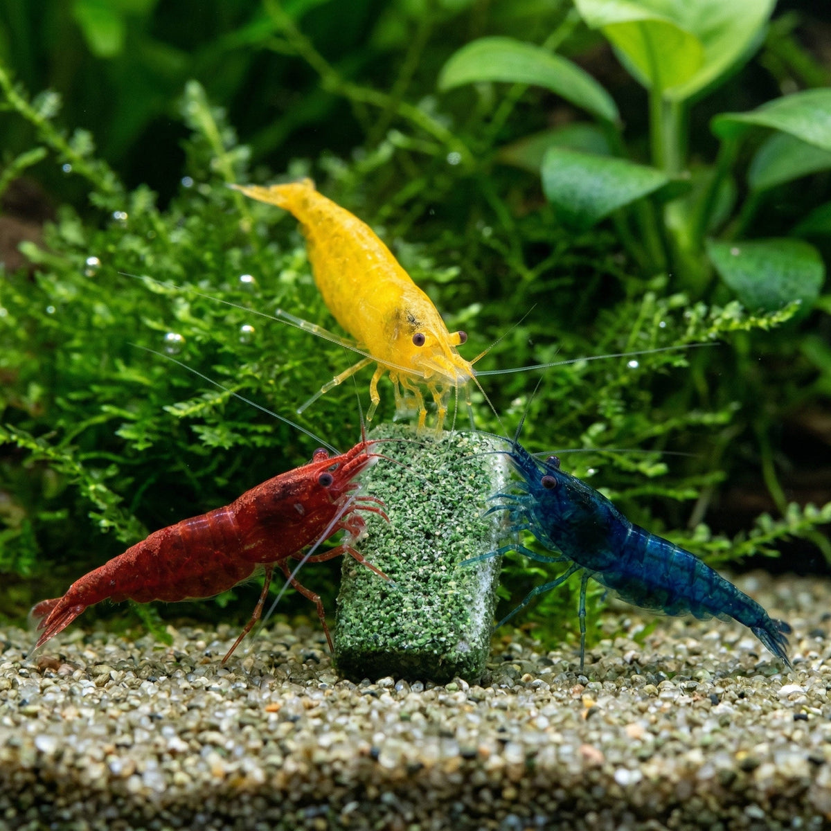 NatureHolic - Futter Paket - Mainfeed / Proteinfeed / Mineralfeed